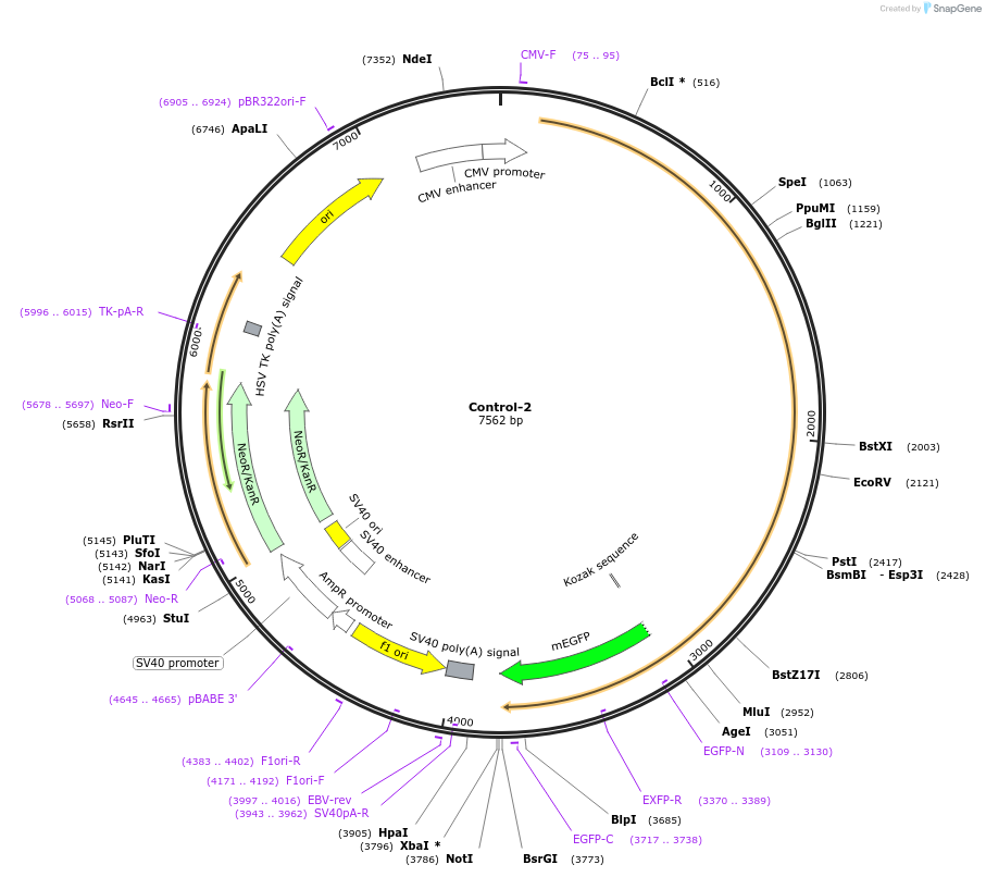 204443-plasmid-map-sequence-id-404955