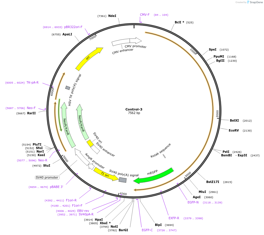 204444-plasmid-map-sequence-id-404956