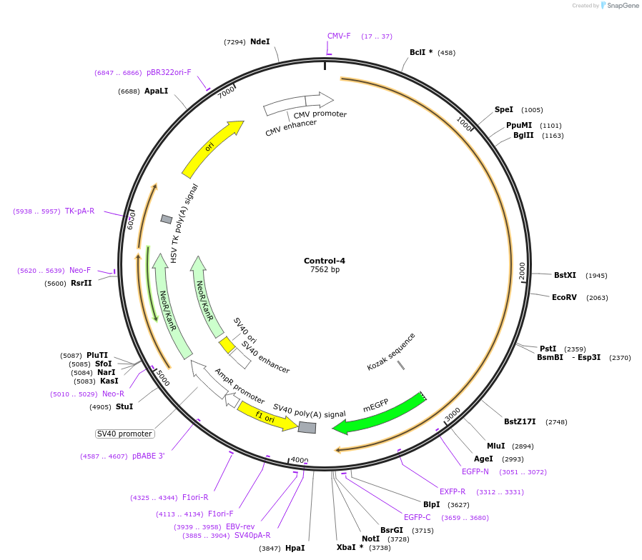 204445-plasmid-map-sequence-id-404957