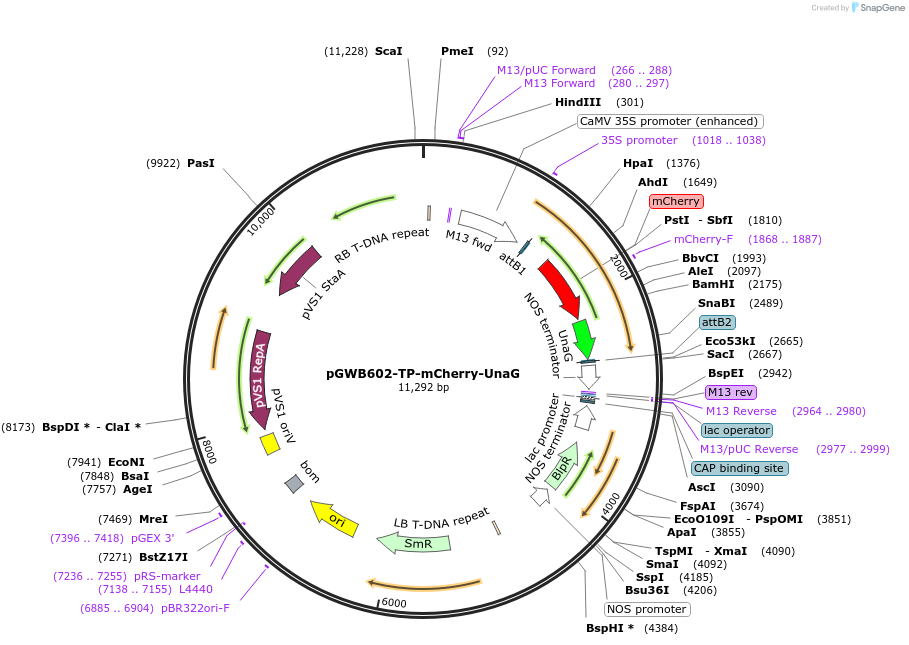 203483-plasmid-map-sequence-id-404960