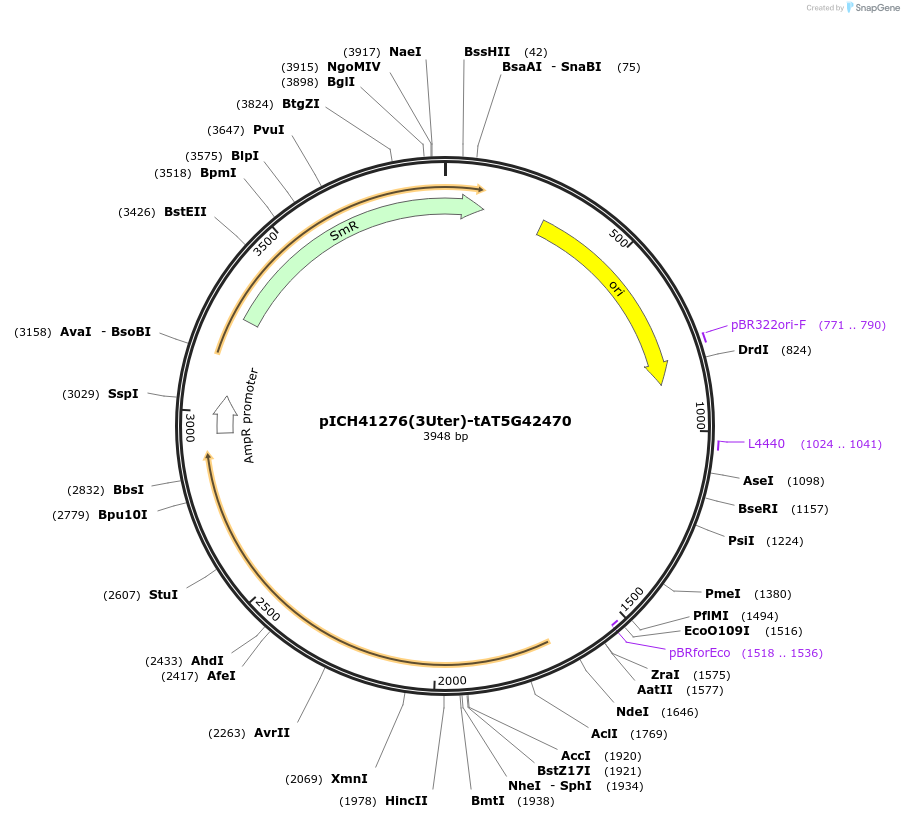 205407-plasmid-map-sequence-id-404961