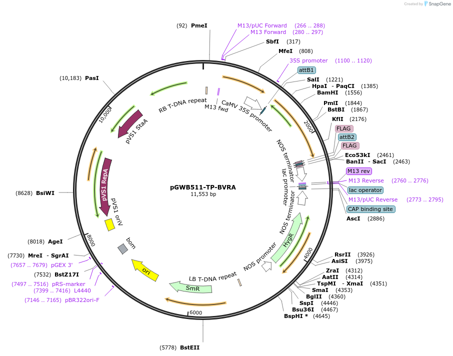 203480-plasmid-map-sequence-id-404963