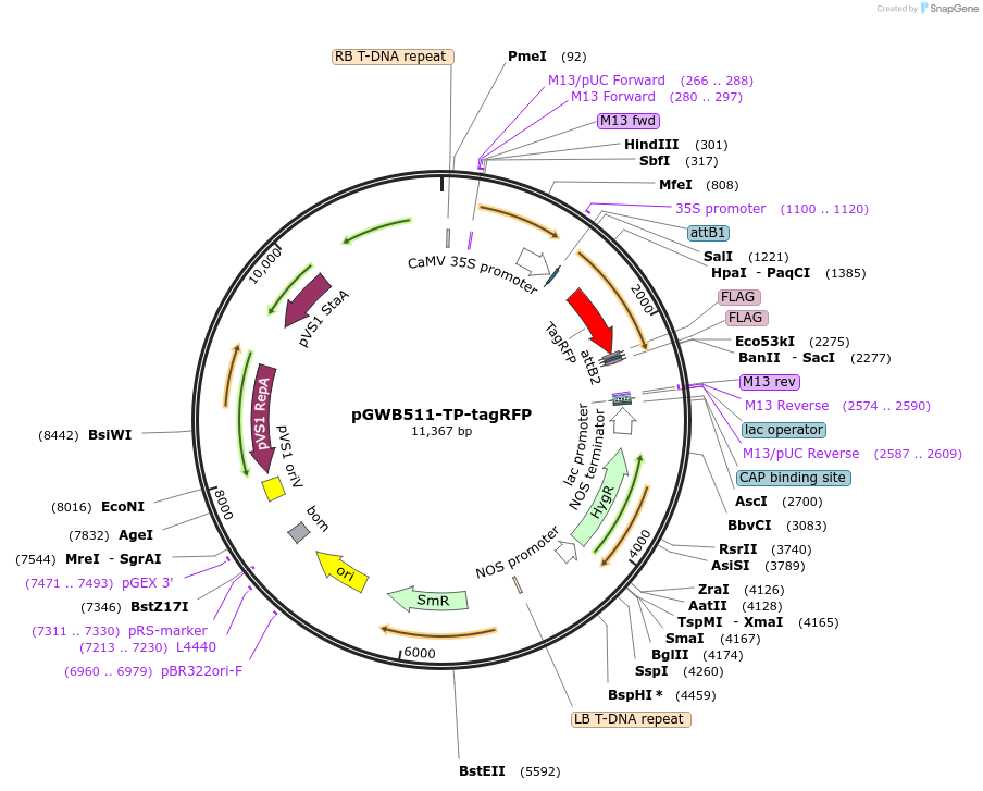203482-plasmid-map-sequence-id-404964