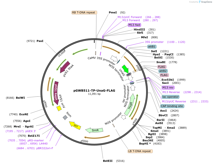 203479-plasmid-map-sequence-id-404965