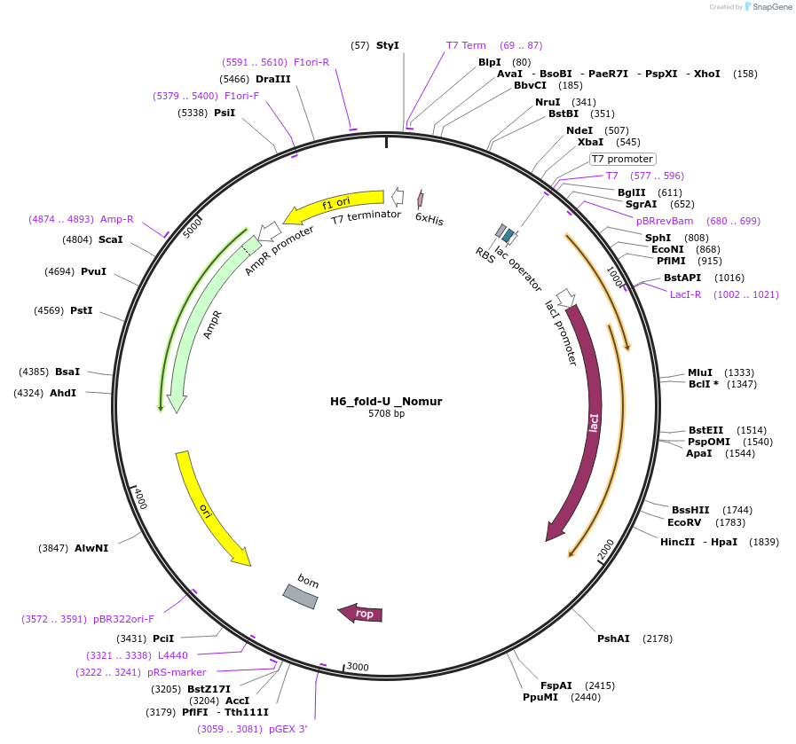 201829-plasmid-map-sequence-id-404966