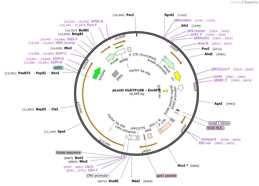 204474-plasmid-map-sequence-id-404967
