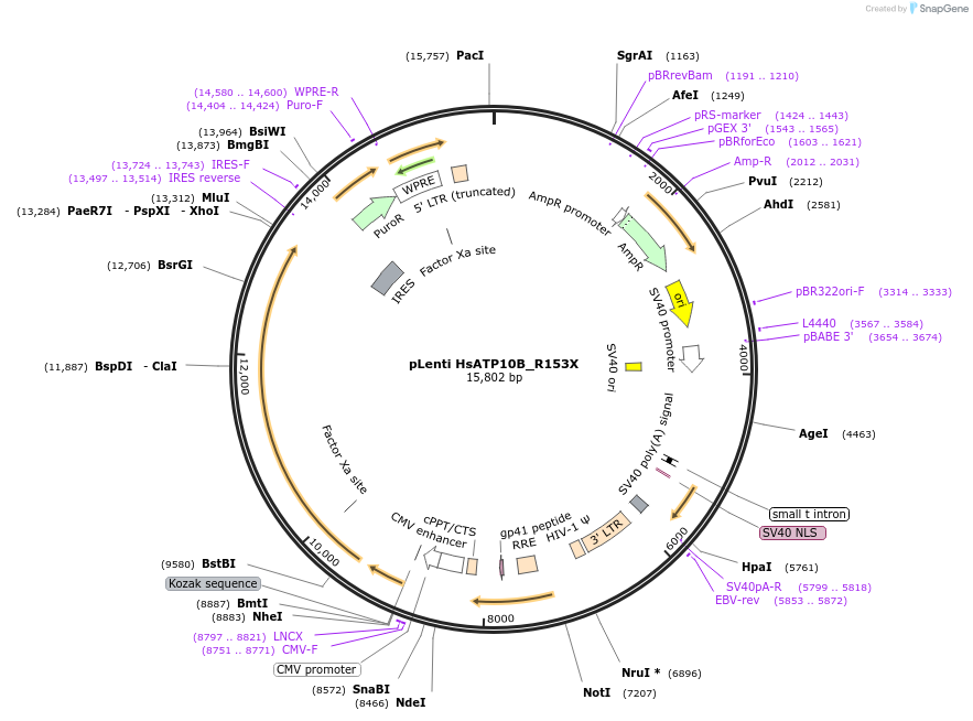 204476-plasmid-map-sequence-id-404969
