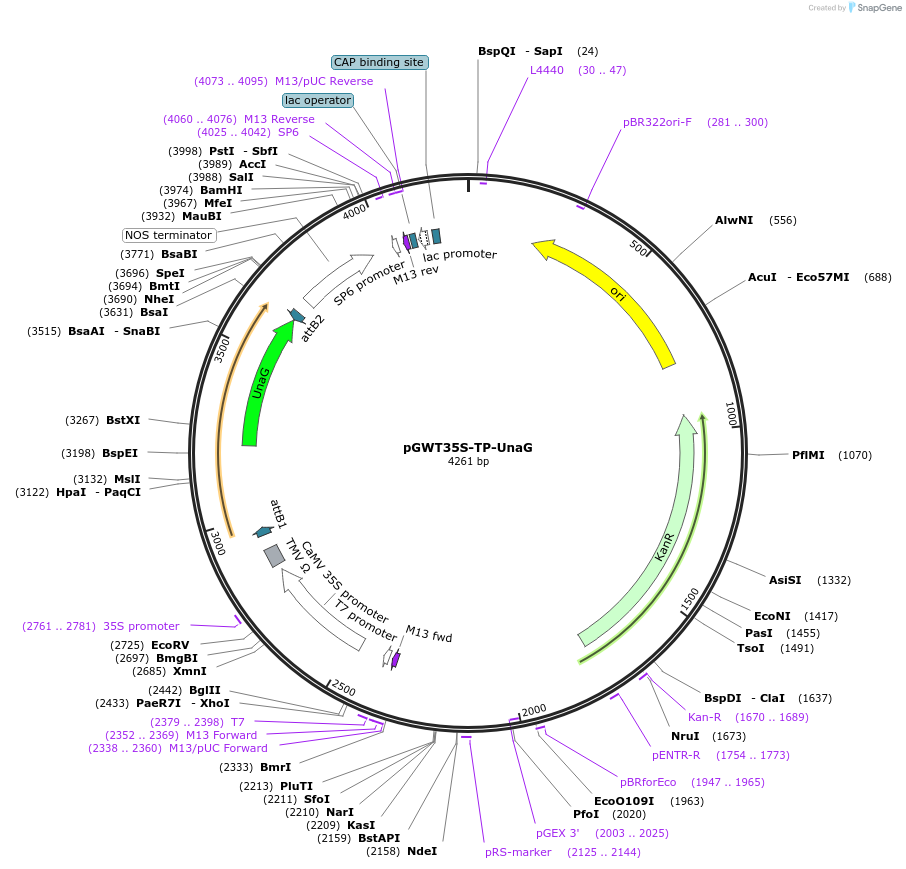 203484-plasmid-map-sequence-id-404970