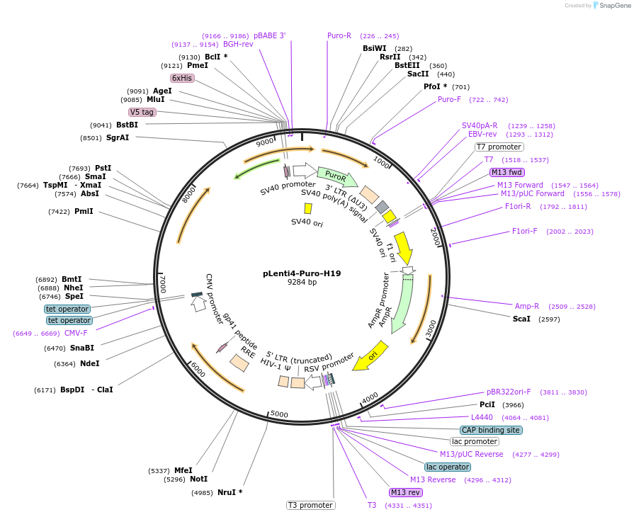 200835-plasmid-map-sequence-id-404974