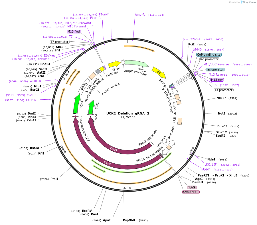 204673-plasmid-map-sequence-id-404975