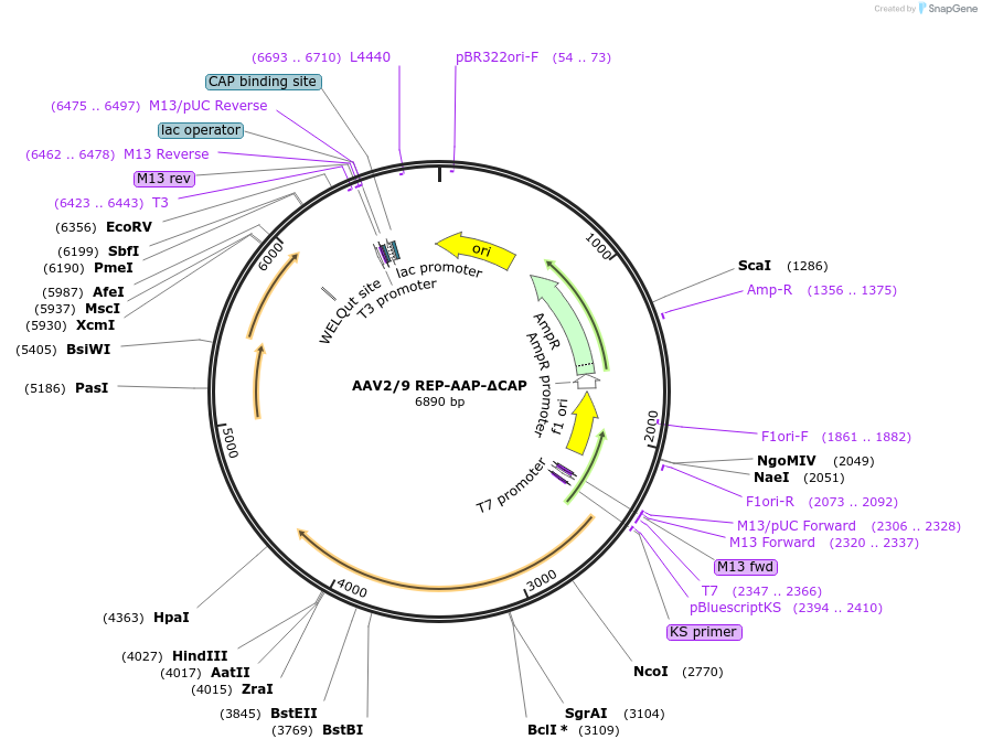 205991-plasmid-map-sequence-id-404982