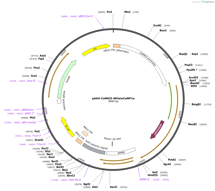 205310-plasmid-map-sequence-id-404983