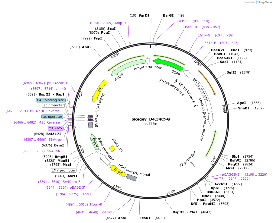 204185-plasmid-map-sequence-id-404986