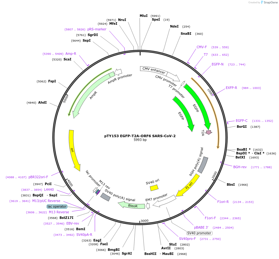 204975-plasmid-map-sequence-id-404987