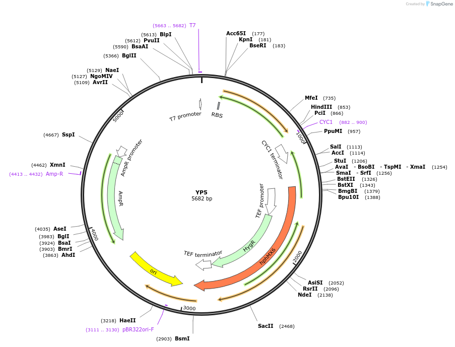 199946-plasmid-map-sequence-id-404990