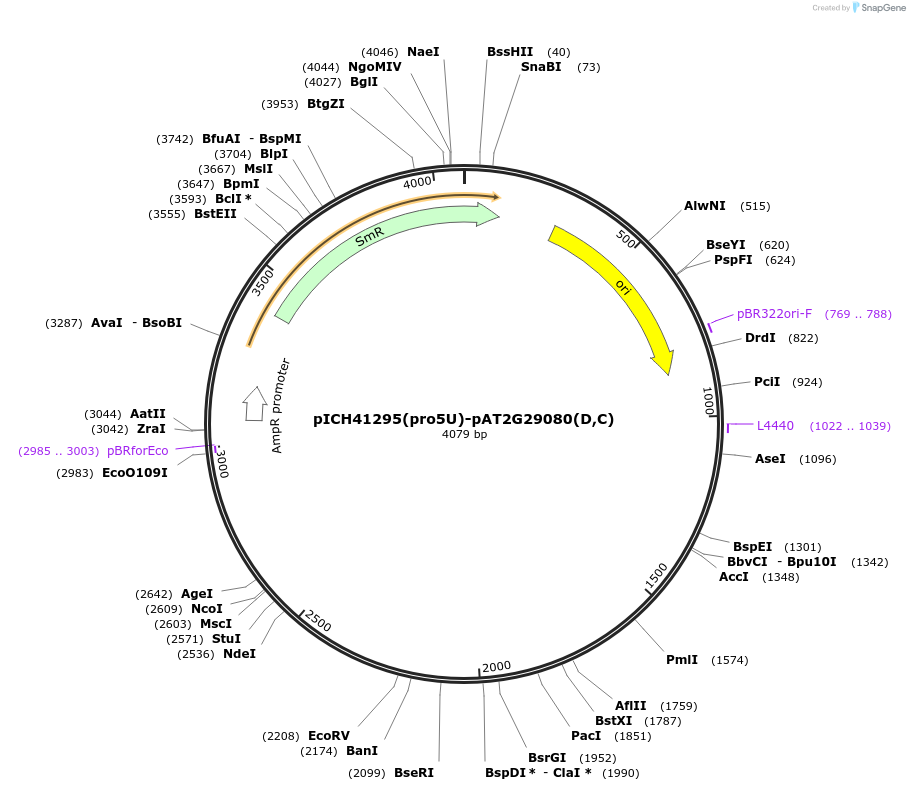 205370-plasmid-map-sequence-id-405008