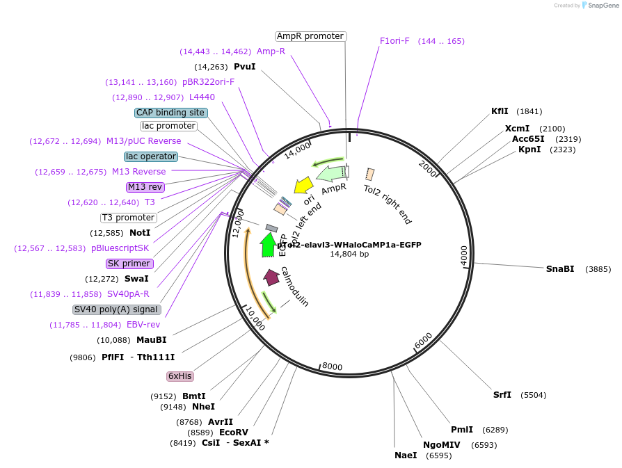 205311-plasmid-map-sequence-id-405012
