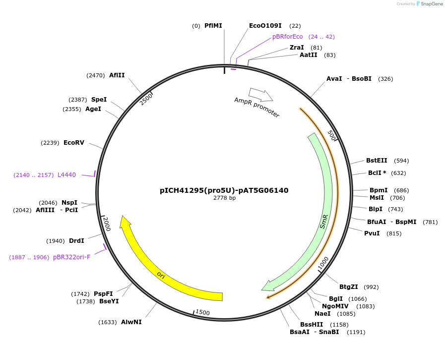 205381-plasmid-map-sequence-id-405015