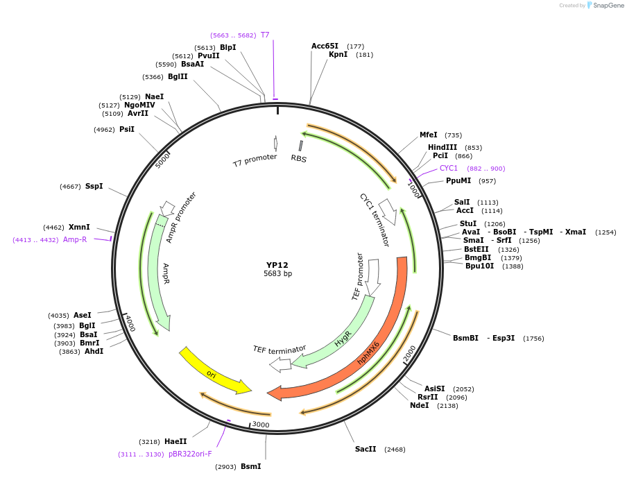 199953-plasmid-map-sequence-id-405017