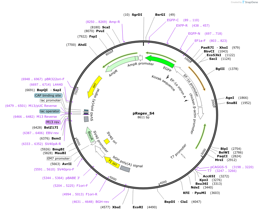 204170-plasmid-map-sequence-id-405026