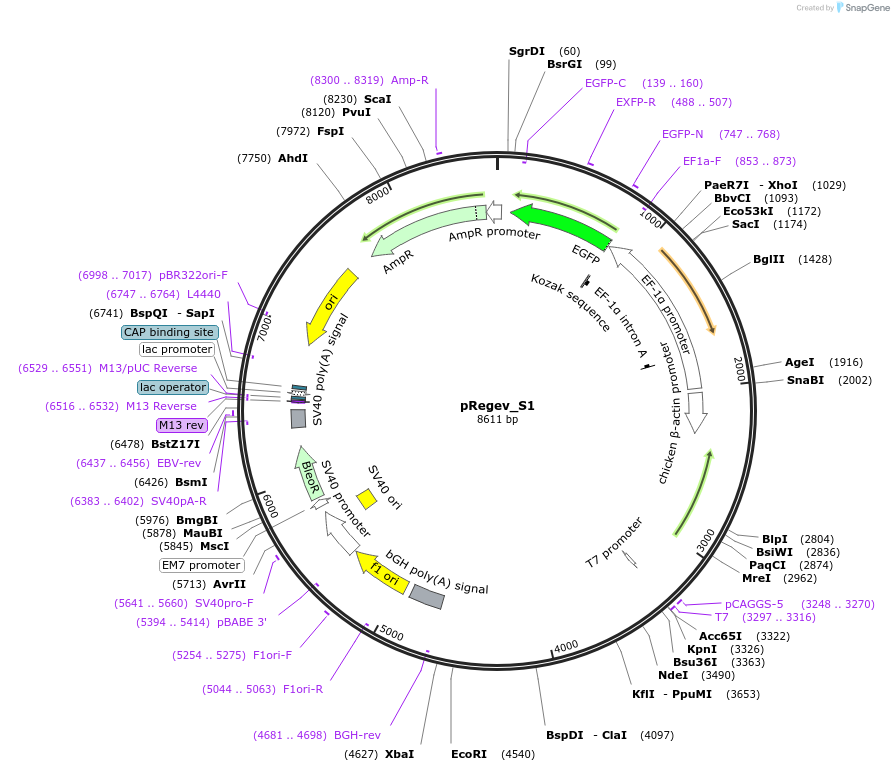 204150-plasmid-map-sequence-id-405027