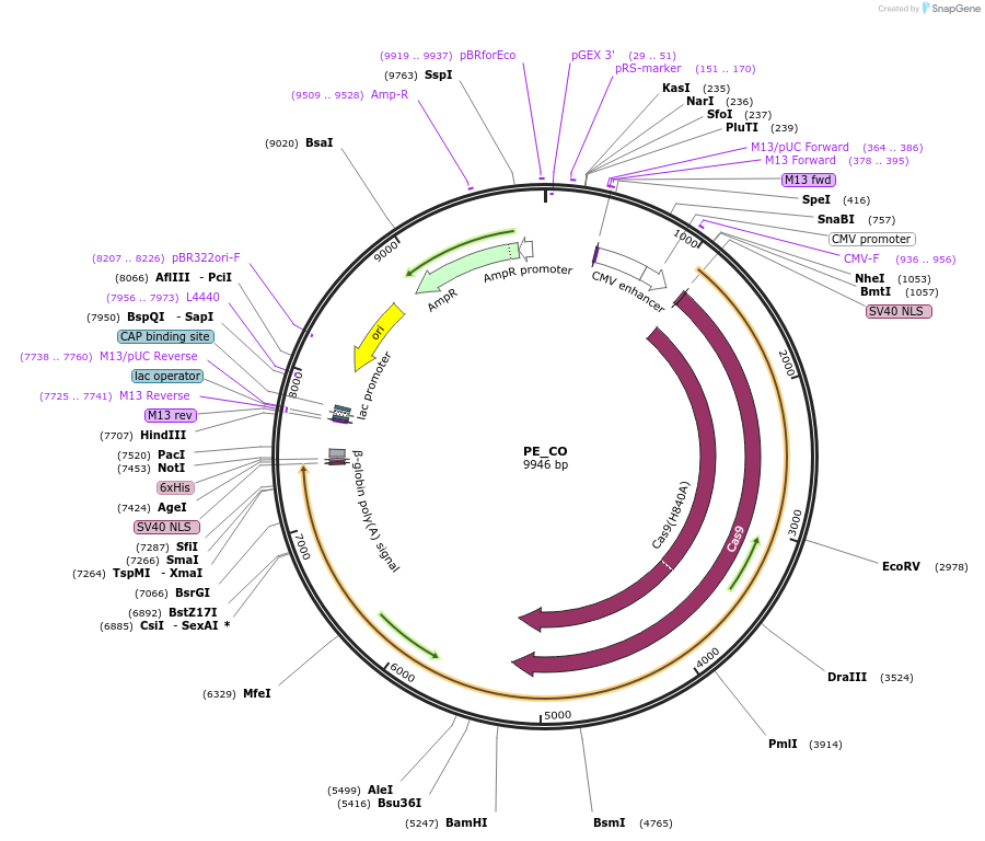 190335-plasmid-map-sequence-id-405028