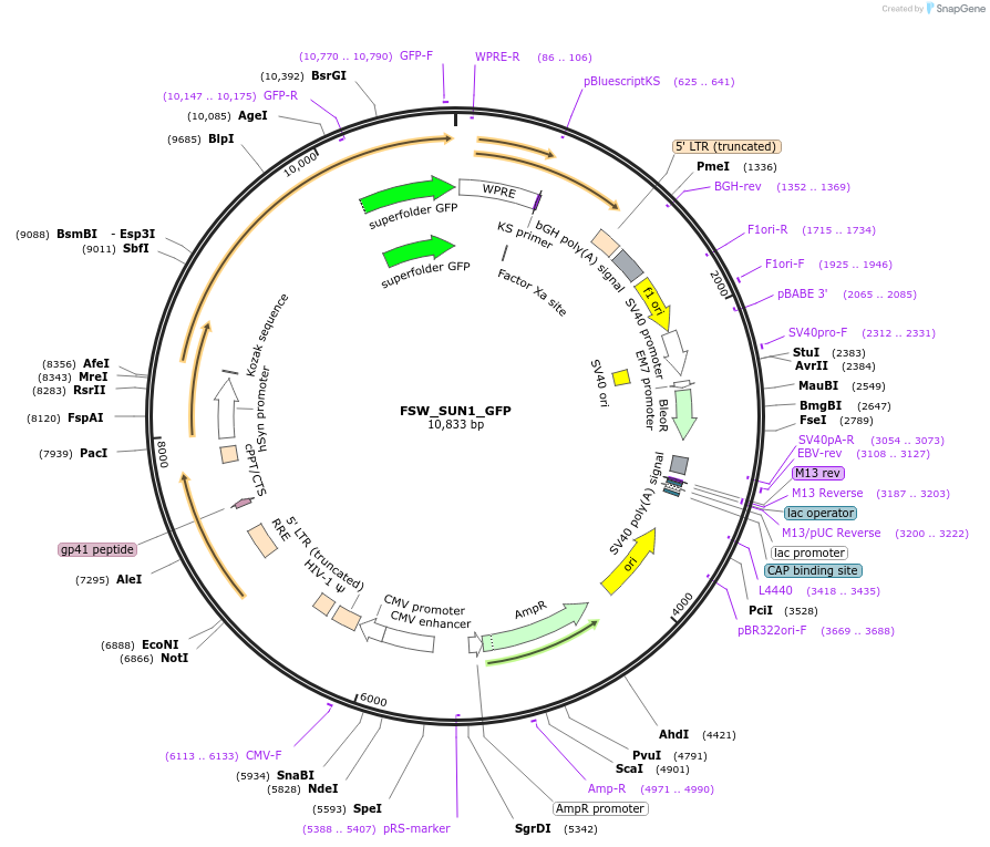 205985-plasmid-map-sequence-id-405032