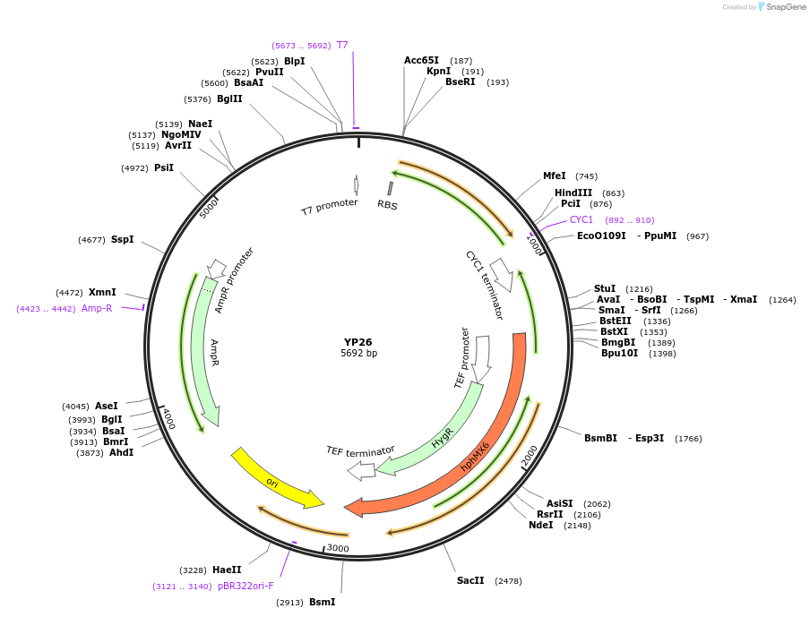 199967-plasmid-map-sequence-id-405053