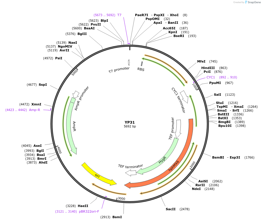 199972-plasmid-map-sequence-id-405059