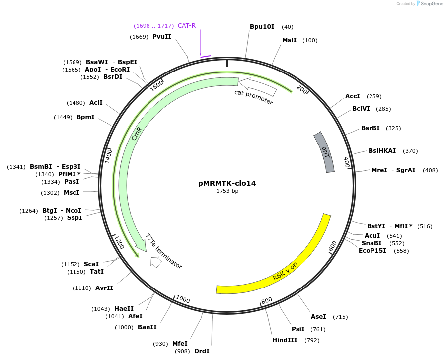 203984-plasmid-map-sequence-id-405069