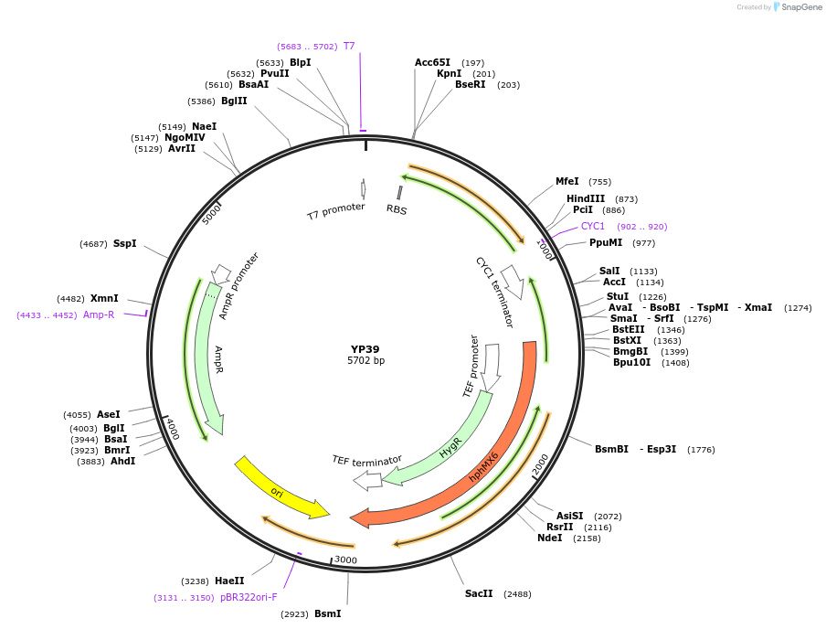 199980-plasmid-map-sequence-id-405072