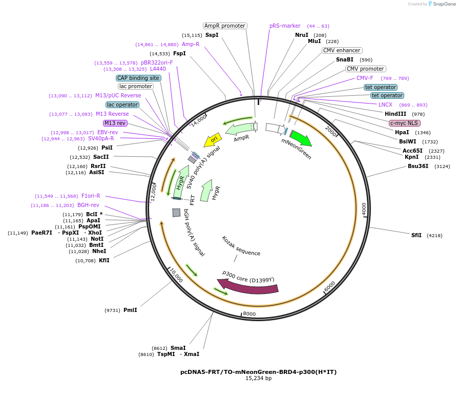 204698-plasmid-map-sequence-id-405090