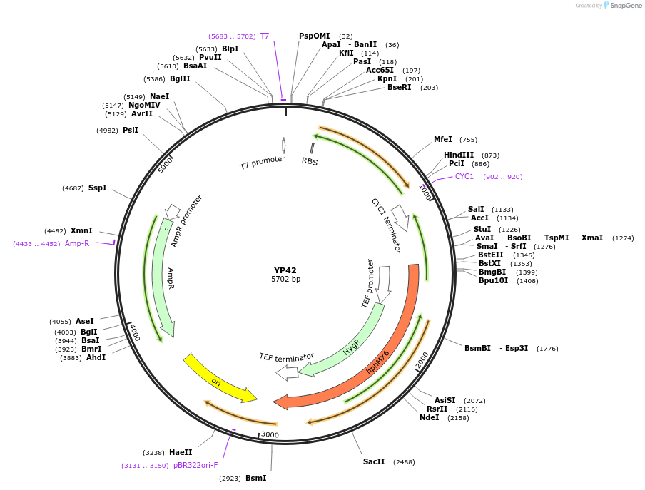 199983-plasmid-map-sequence-id-405094