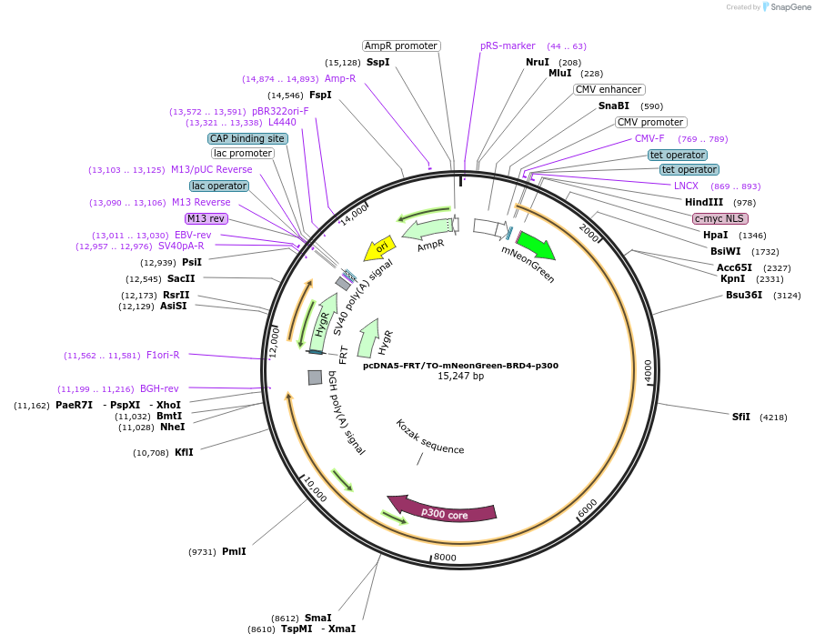 204697-plasmid-map-sequence-id-405168