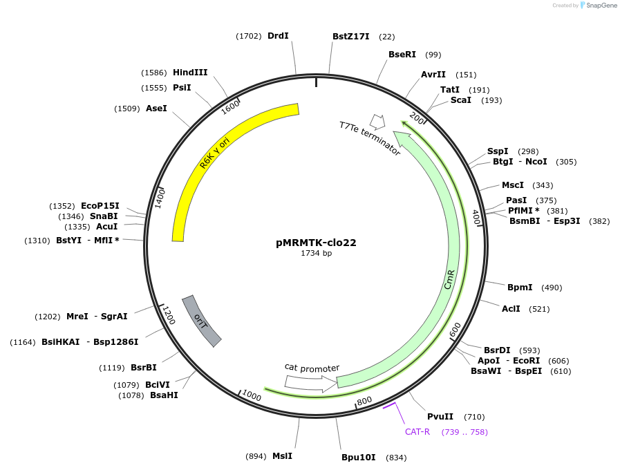 203992-plasmid-map-sequence-id-405175