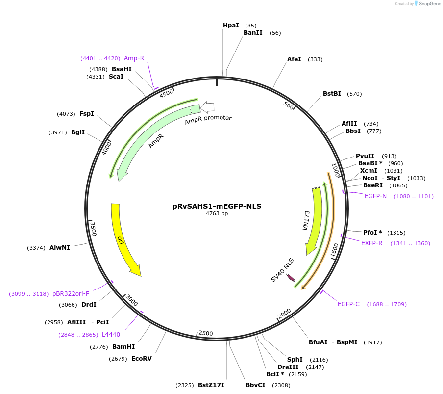 205005-plasmid-map-sequence-id-405182