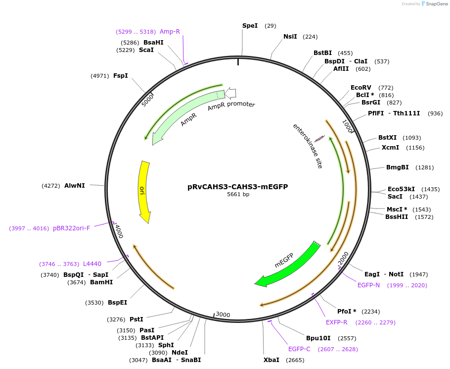205006-plasmid-map-sequence-id-405247