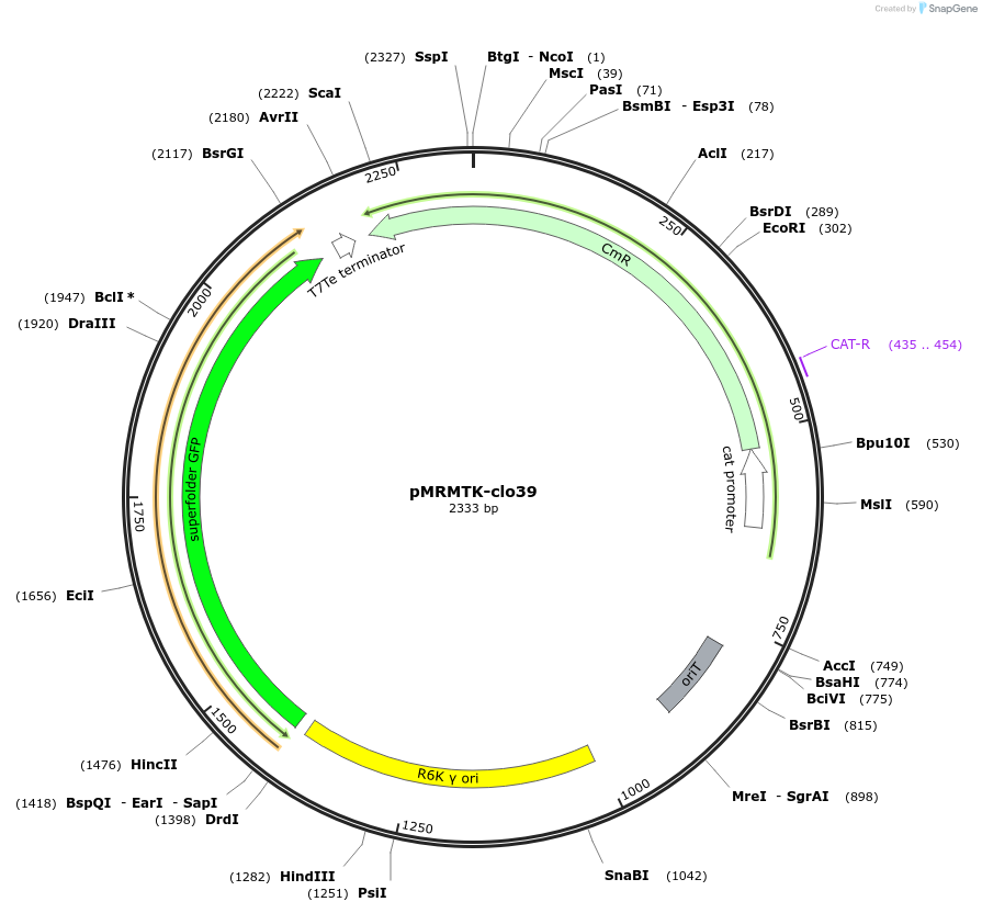 204014-plasmid-map-sequence-id-405251