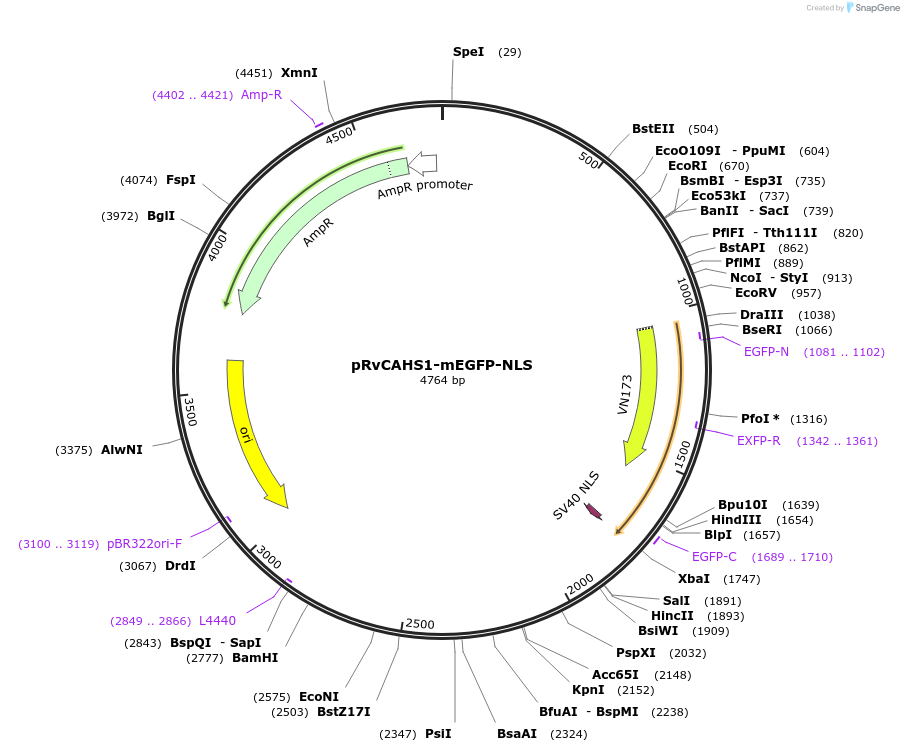 205013-plasmid-map-sequence-id-405257