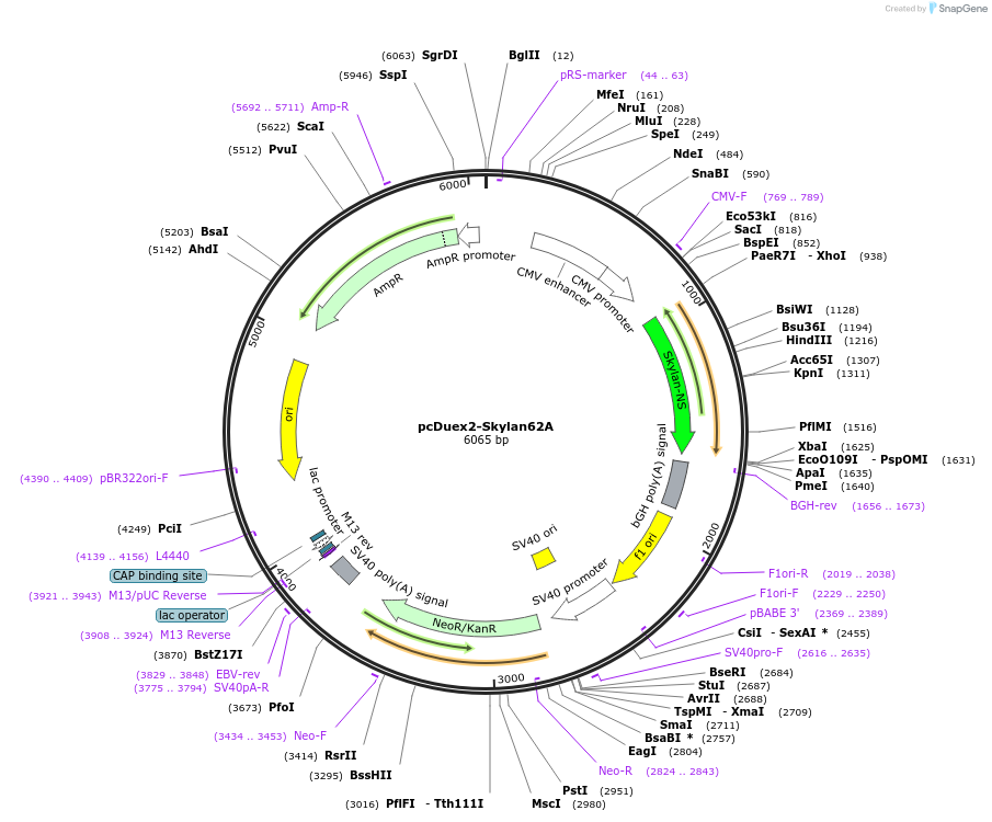 205755-plasmid-map-sequence-id-405271
