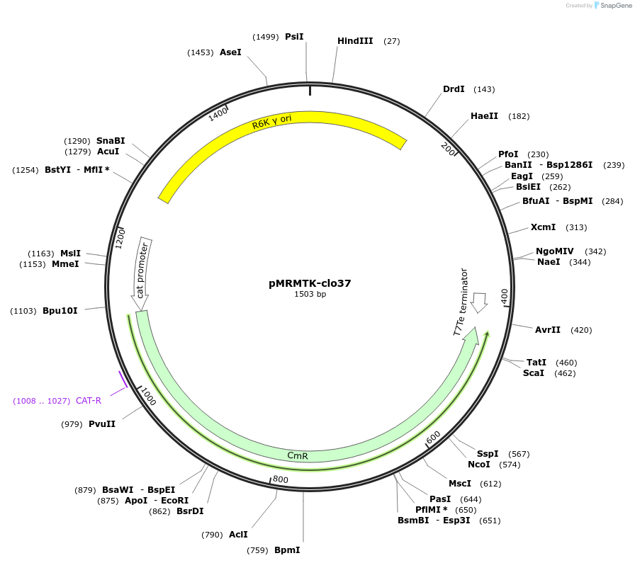 204012-plasmid-map-sequence-id-405272