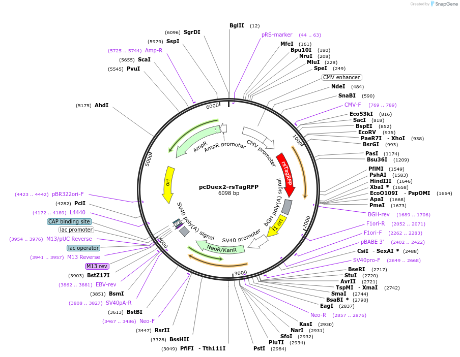 205757-plasmid-map-sequence-id-405277