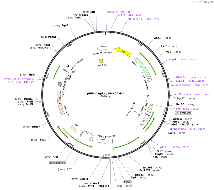 205199-plasmid-map-sequence-id-405282