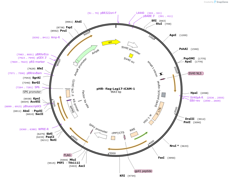 205204-plasmid-map-sequence-id-405286