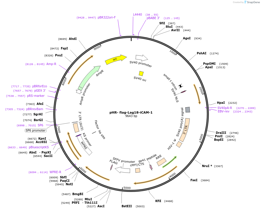 205207-plasmid-map-sequence-id-405290