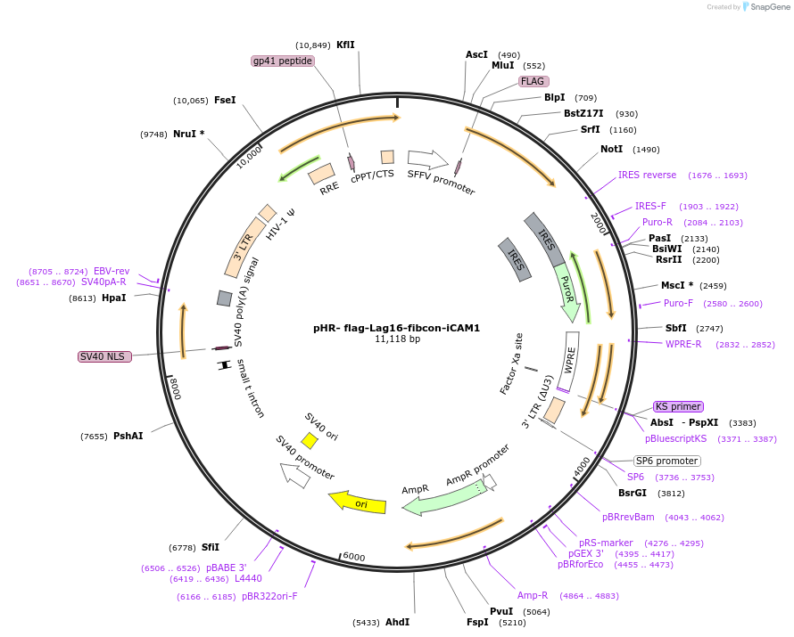 205212-plasmid-map-sequence-id-405295