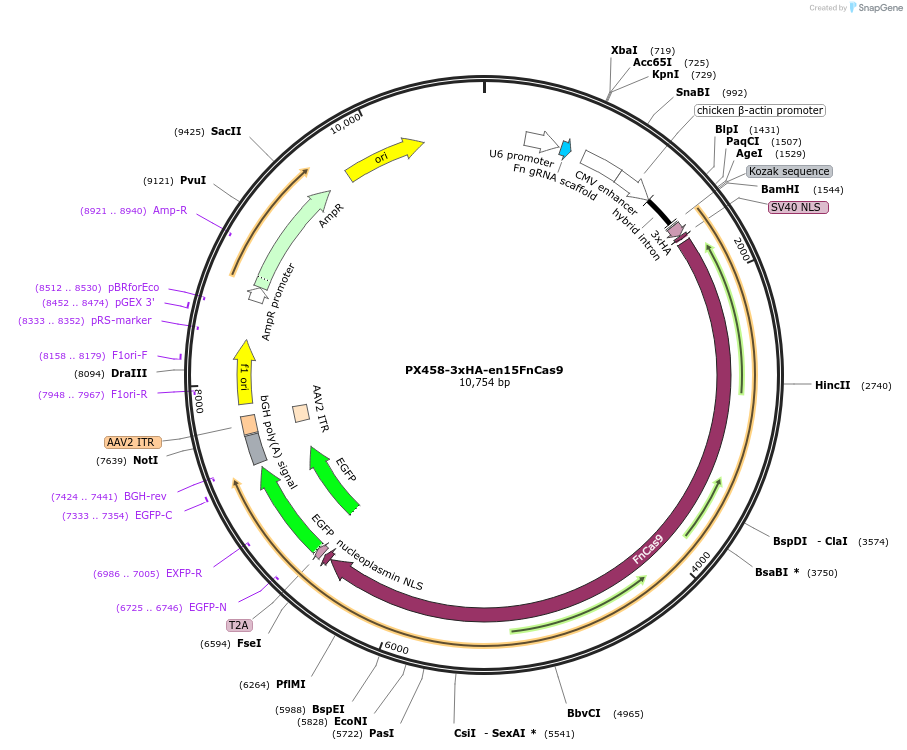 201948-plasmid-map-sequence-id-405302