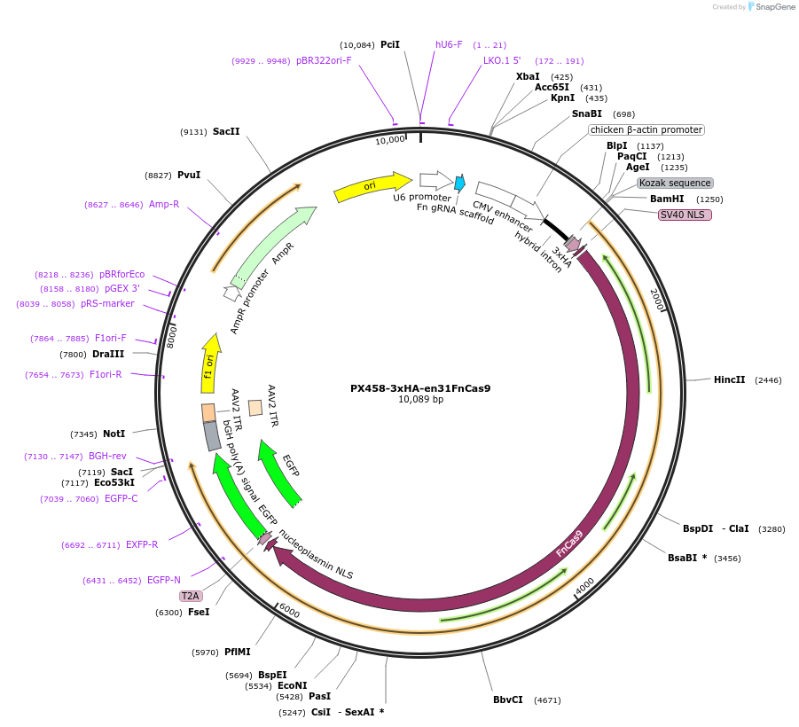 201949-plasmid-map-sequence-id-405303