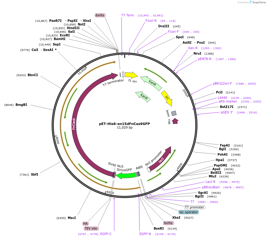201951-plasmid-map-sequence-id-405305