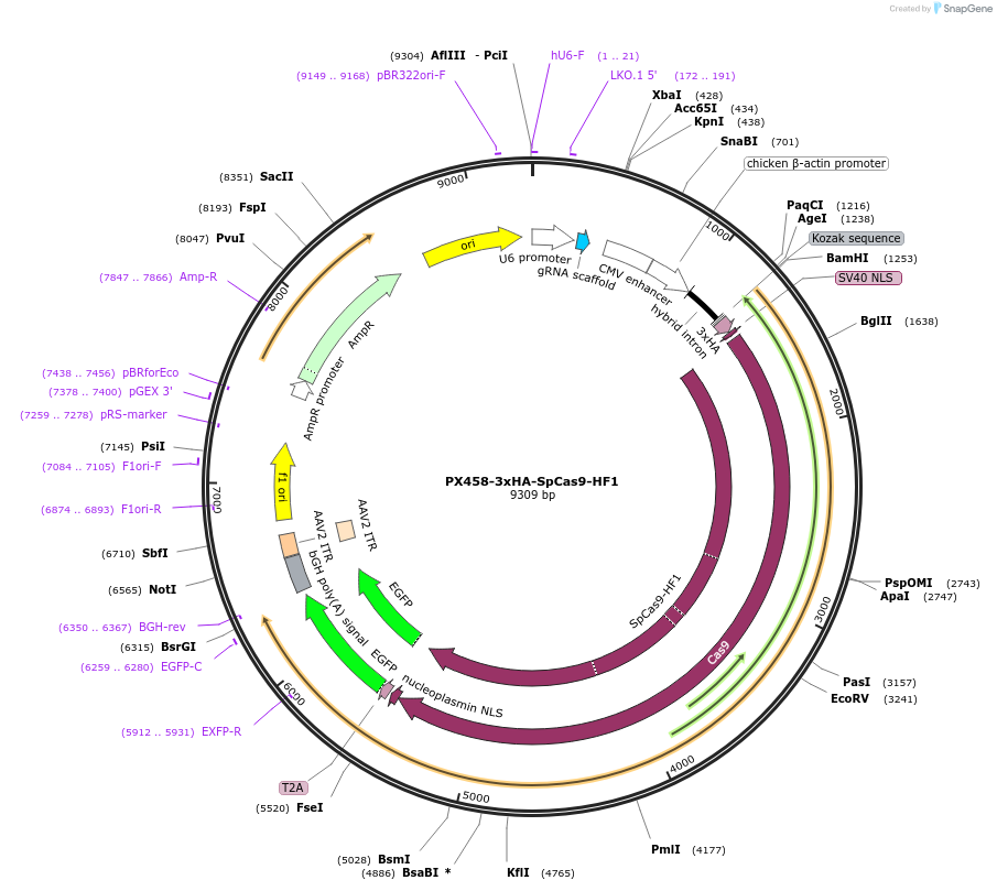 201952-plasmid-map-sequence-id-405306
